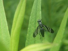 Tritoxa flexa