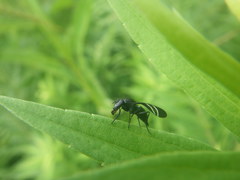 Tritoxa flexa