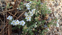 Leptosiphon melingii