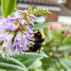 Bombus lapidarius