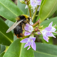 Bombus lapidarius