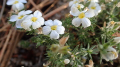 Leptosiphon melingii