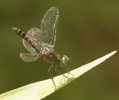 Nannophyopsis clara