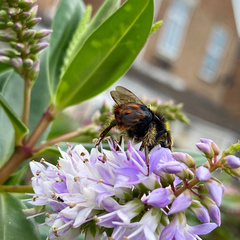 Bombus lapidarius