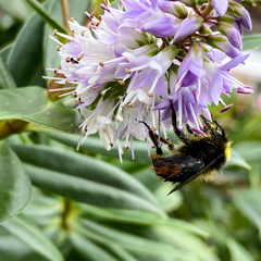 Bombus lapidarius