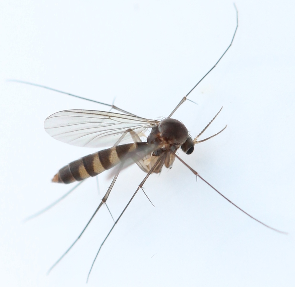 Rymosia fasciata