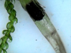 Lepidoziaceae