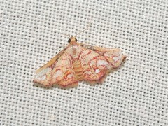Enispa rosellus