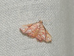 Enispa rosellus