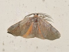 Achrosis