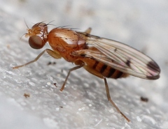 Geomyza balachowskyi