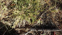 Horkelia clevelandii