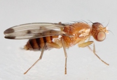 Geomyza balachowskyi