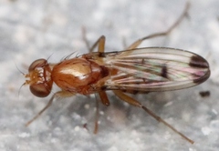 Geomyza balachowskyi