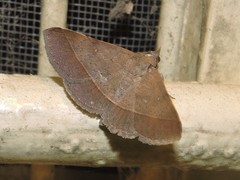 Hypospila bolinoides