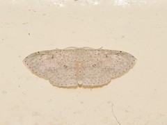 Perixera illepidaria