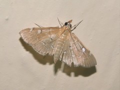 Protonoceras capitalis