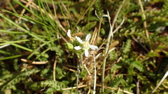 Horkelia clevelandii