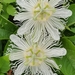 Passiflora incarnata alba - Photo (c) Arica Shields, some rights reserved (CC BY-NC), uploaded by Arica Shields