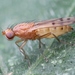 Opomyzidae - Photo (c) Marie Lou Legrand, some rights reserved (CC BY-NC), uploaded by Marie Lou Legrand