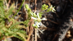 Horkelia clevelandii