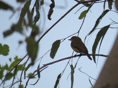 Microeca flavigaster