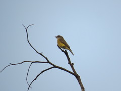 Microeca flavigaster