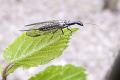 Raphidia