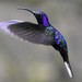 Violet Sabrewing - Photo (c) Chris Rohrer, some rights reserved (CC BY-NC), uploaded by Chris Rohrer