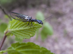 Raphidia