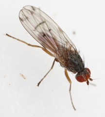 Palloptera scutellata