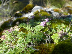 Thymus glabricaulis