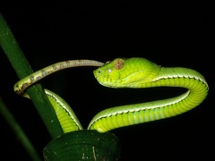 Trimeresurus sumatranus