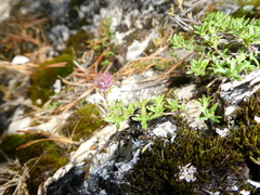 Thymus glabricaulis