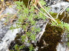 Thymus glabricaulis