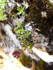 Thymus glabricaulis