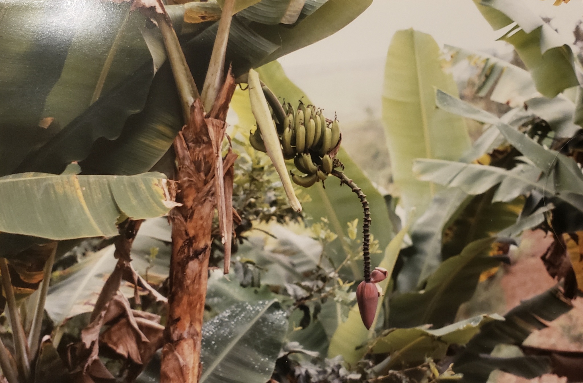 Musa paradisiaca