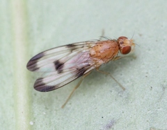 Toxonevra trimacula
