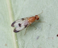 Toxonevra trimacula