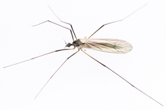 Tricyphona immaculata