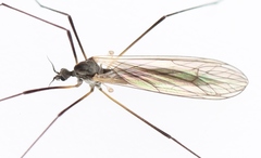 Tricyphona immaculata