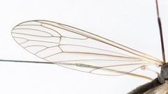 Tricyphona immaculata