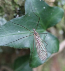 Ula sylvatica