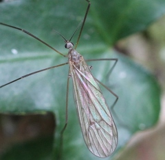 Ula sylvatica