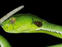Trimeresurus sumatranus