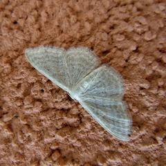 Idaea sylvestraria