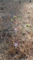 Monardella breweri microcephala
