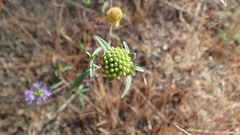 Monardella breweri microcephala