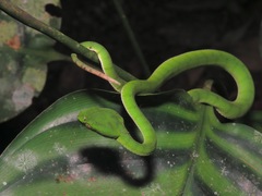 Trimeresurus sumatranus