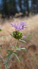 Monardella breweri microcephala